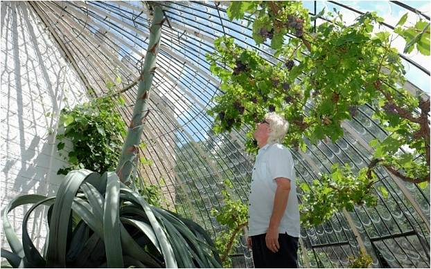 Planta gigante de agave todavía en aumento