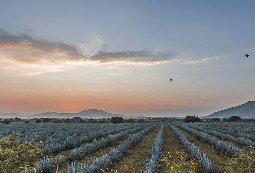 Agave - Productos